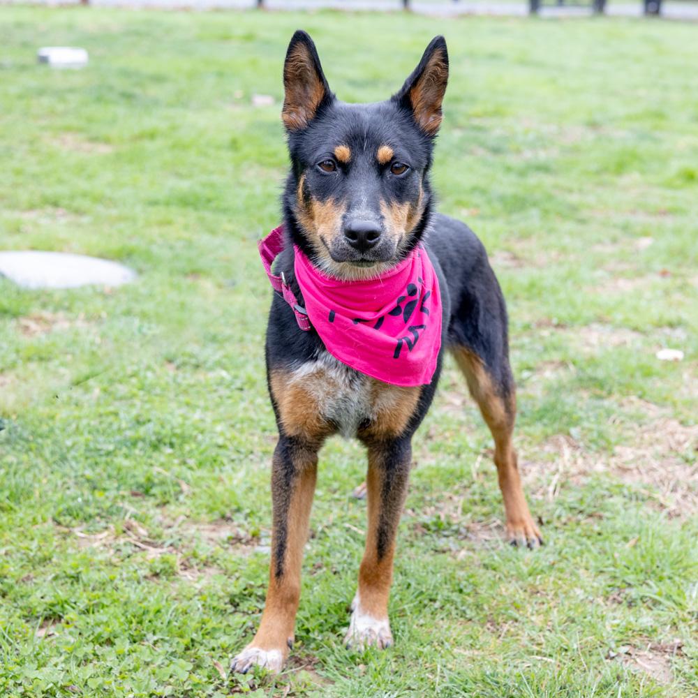 Enlarge Zoey  (Female) , a Adoptable mixed breed in West Grove, PA image 2/6
