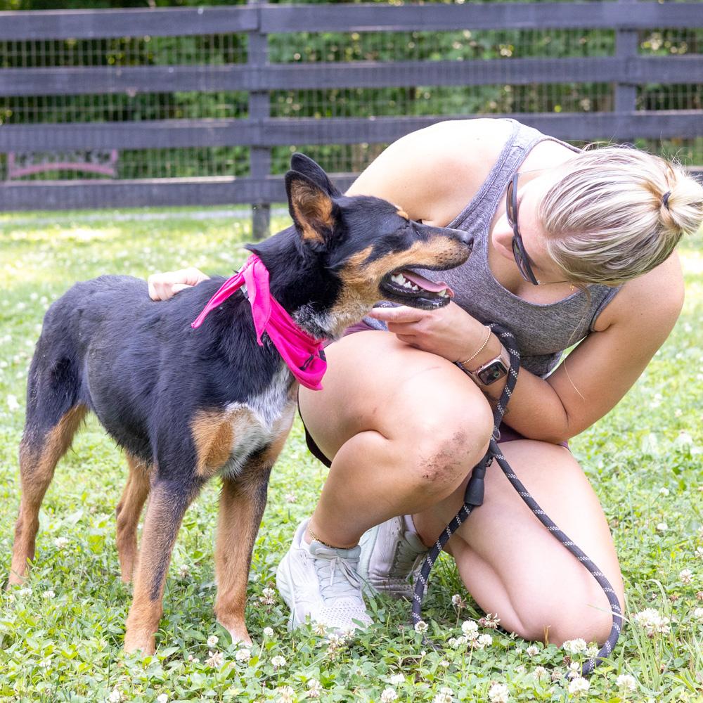 Enlarge Zoey (Female) - Adoption fee sponsored by a friend of Greenmore., a Adoptable mixed breed in West Grove, PA image 5/6