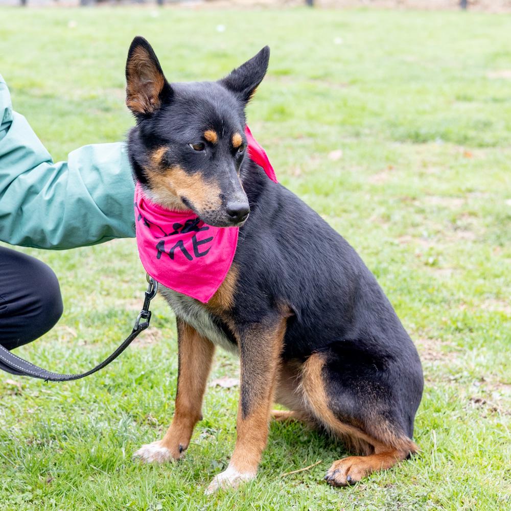 Enlarge Zoey  (Female) , a Adoptable mixed breed in West Grove, PA image 6/6