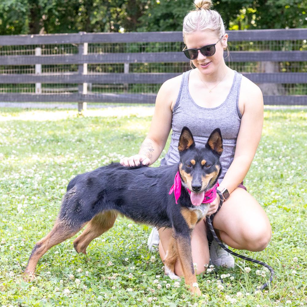 Enlarge Zoey (Female) - Adoption fee sponsored by a friend of Greenmore., a Adoptable mixed breed in West Grove, PA image 3/6