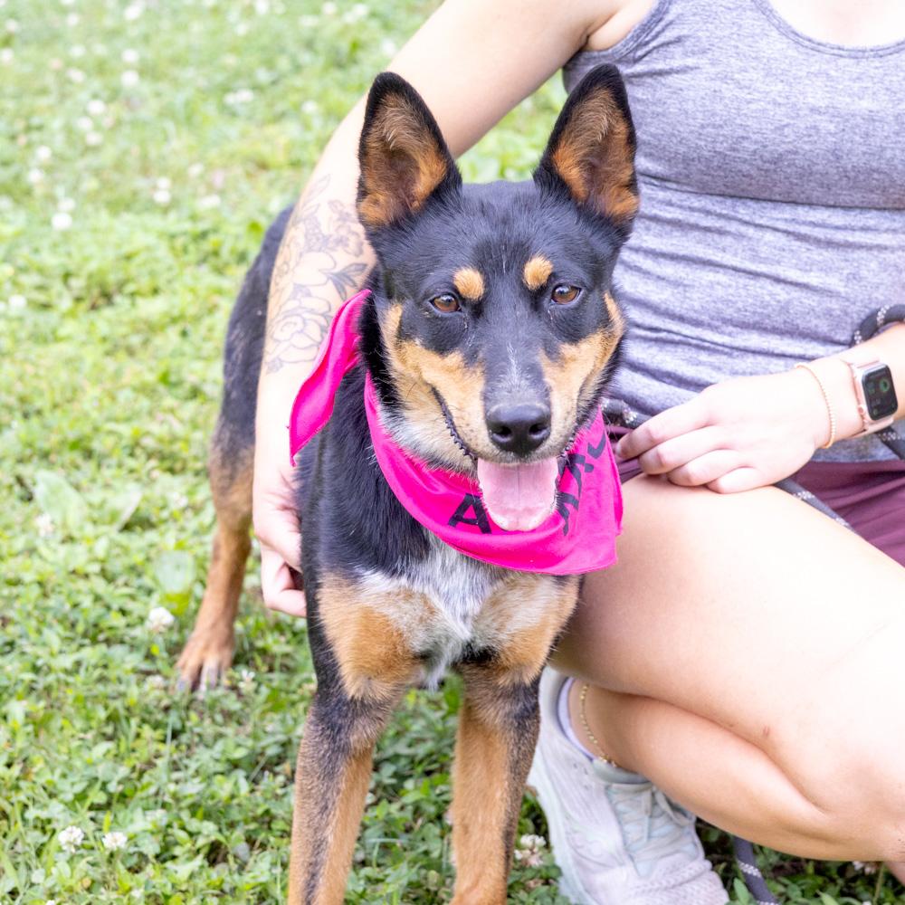 Zoey (Female) - Adoption fee sponsored by a friend of Greenmore., Adoptable, Young Female Australian Cattle Dog / Blue Heeler.