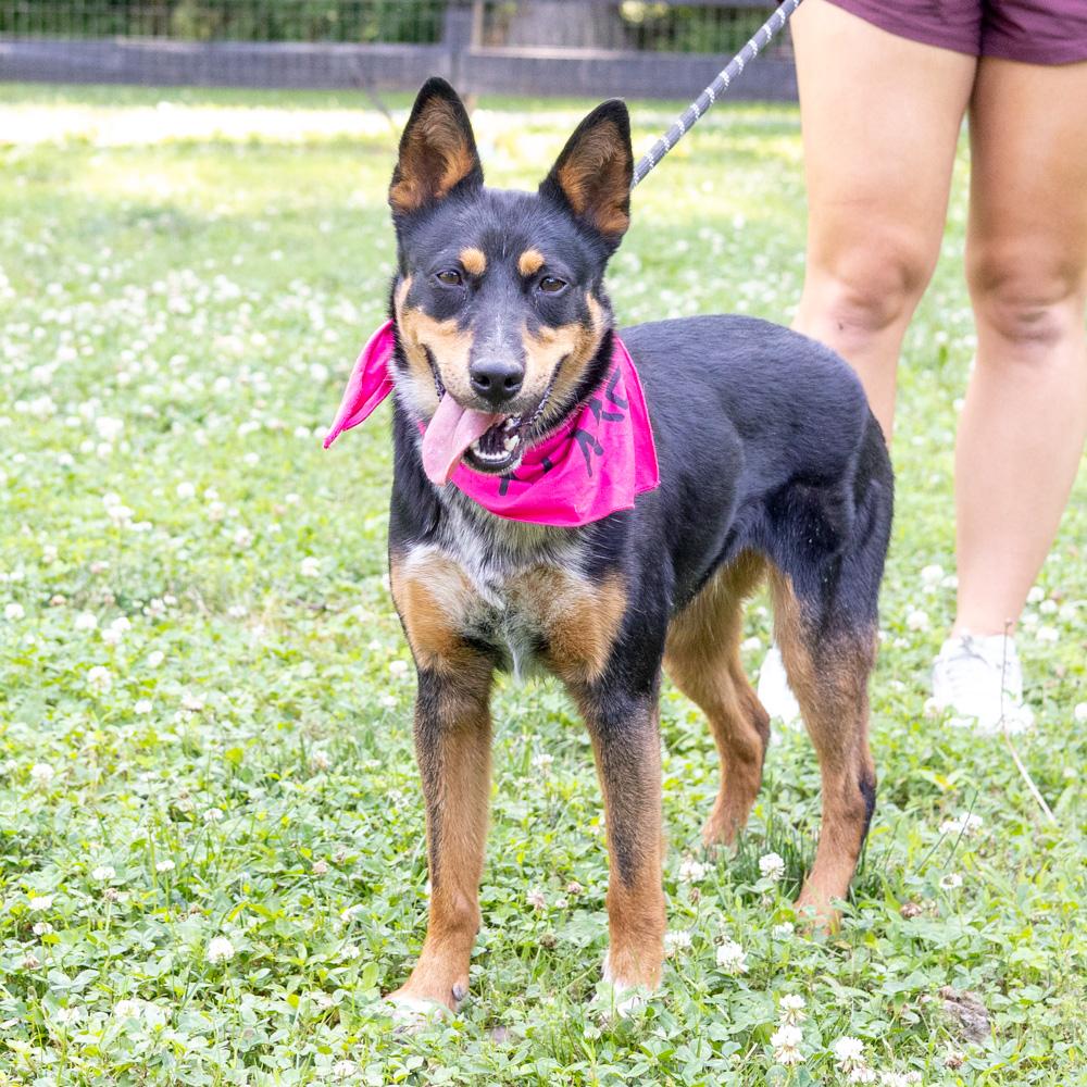 Enlarge Zoey (Female) - Adoption fee sponsored by a friend of Greenmore., a Adoptable mixed breed in West Grove, PA image 4/6