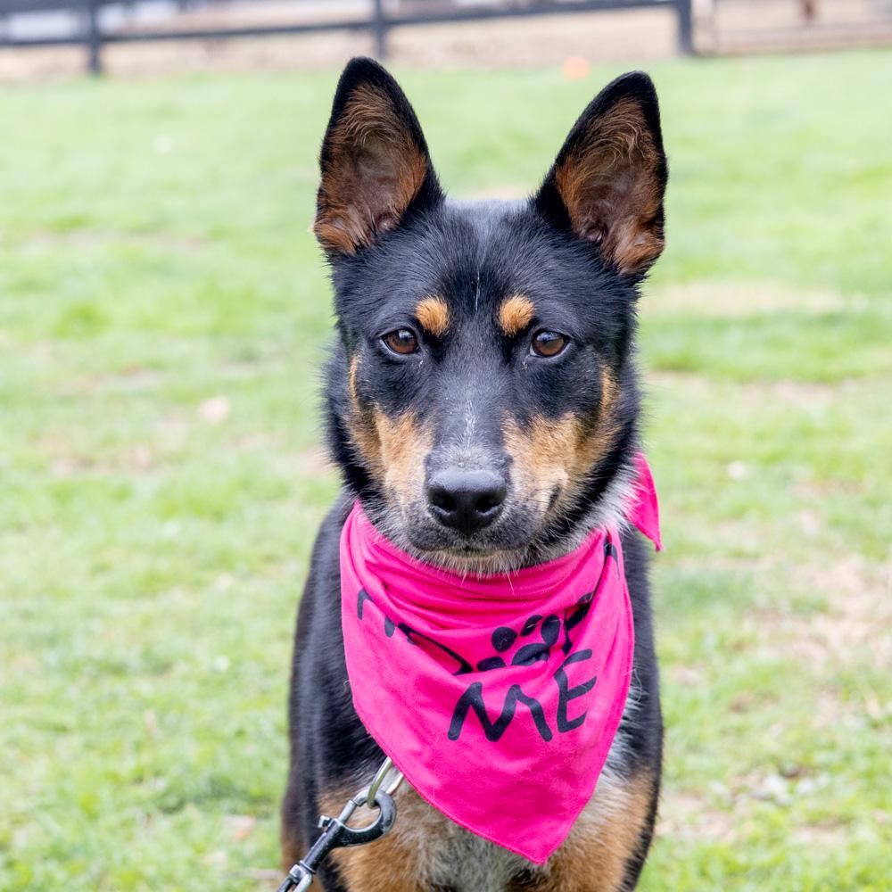 Enlarge Zoey  (Female) , a Adoptable mixed breed in West Grove, PA image 1/6