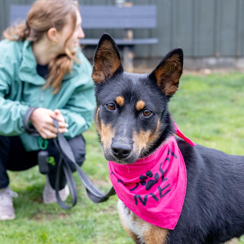 Enlarge Zoey  (Female) , a Adoptable mixed breed in West Grove, PA image 3/6