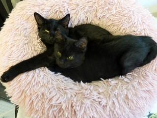 Enlarge Sheba, an adopted mixed breed in Anaconda, MT image 1/1