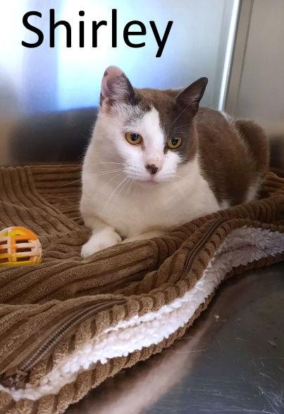 Shirley, Adoptable, Adult Female Domestic Short Hair.