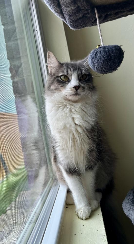Whiskey, Adoptable, Young Female Domestic Long Hair.