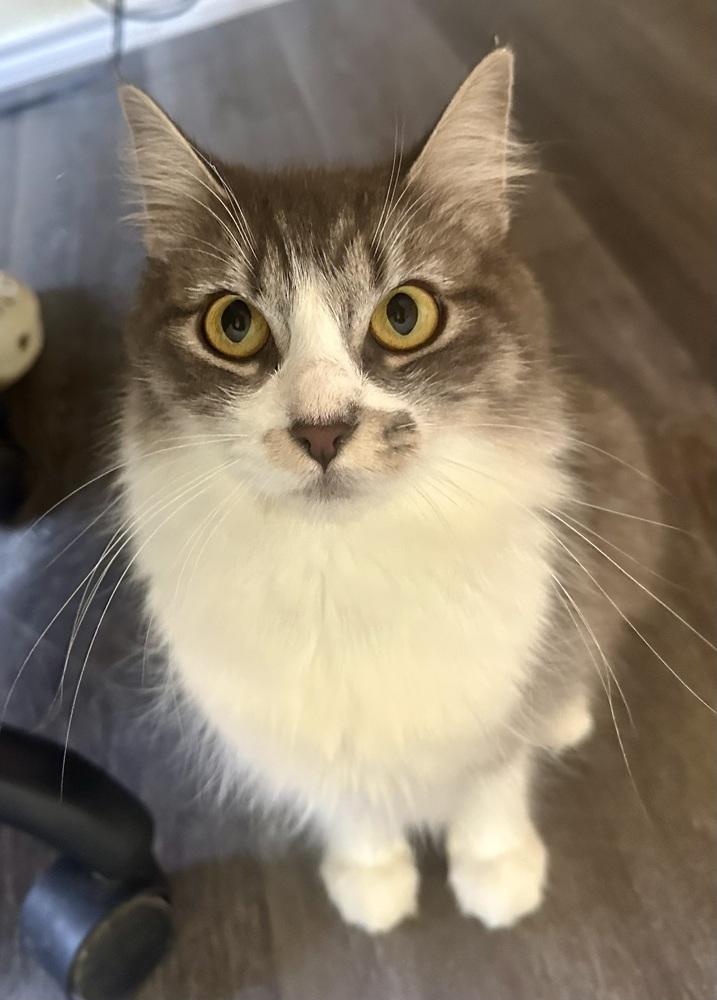 Enlarge Whiskey, a Adoptable mixed breed in Shawnee, OK image 2/6