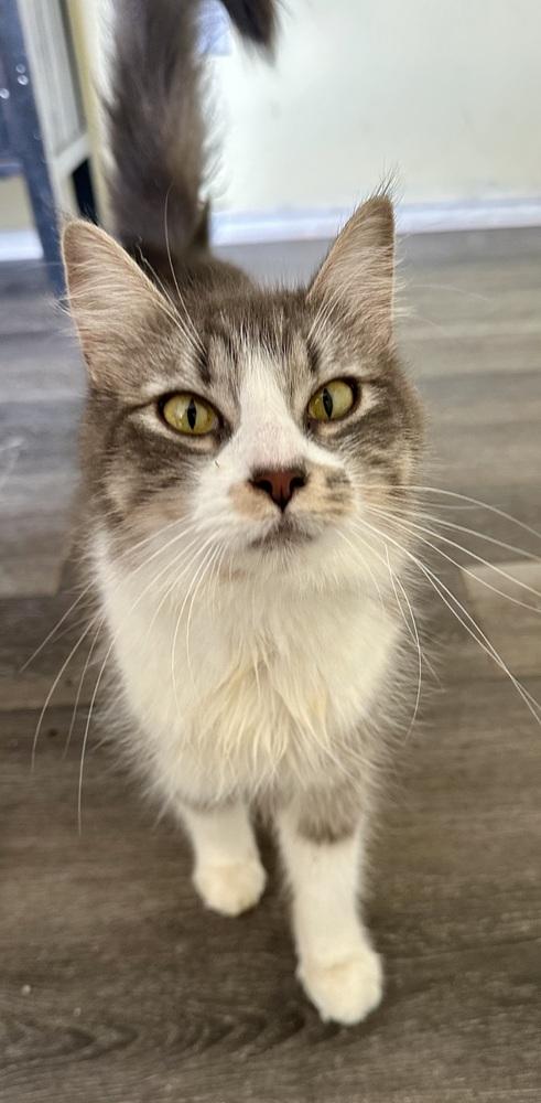 Enlarge Whiskey, a Adoptable mixed breed in Shawnee, OK image 5/6