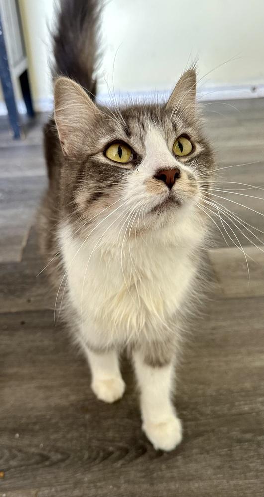 Enlarge Whiskey, a Adoptable mixed breed in Shawnee, OK image 6/6