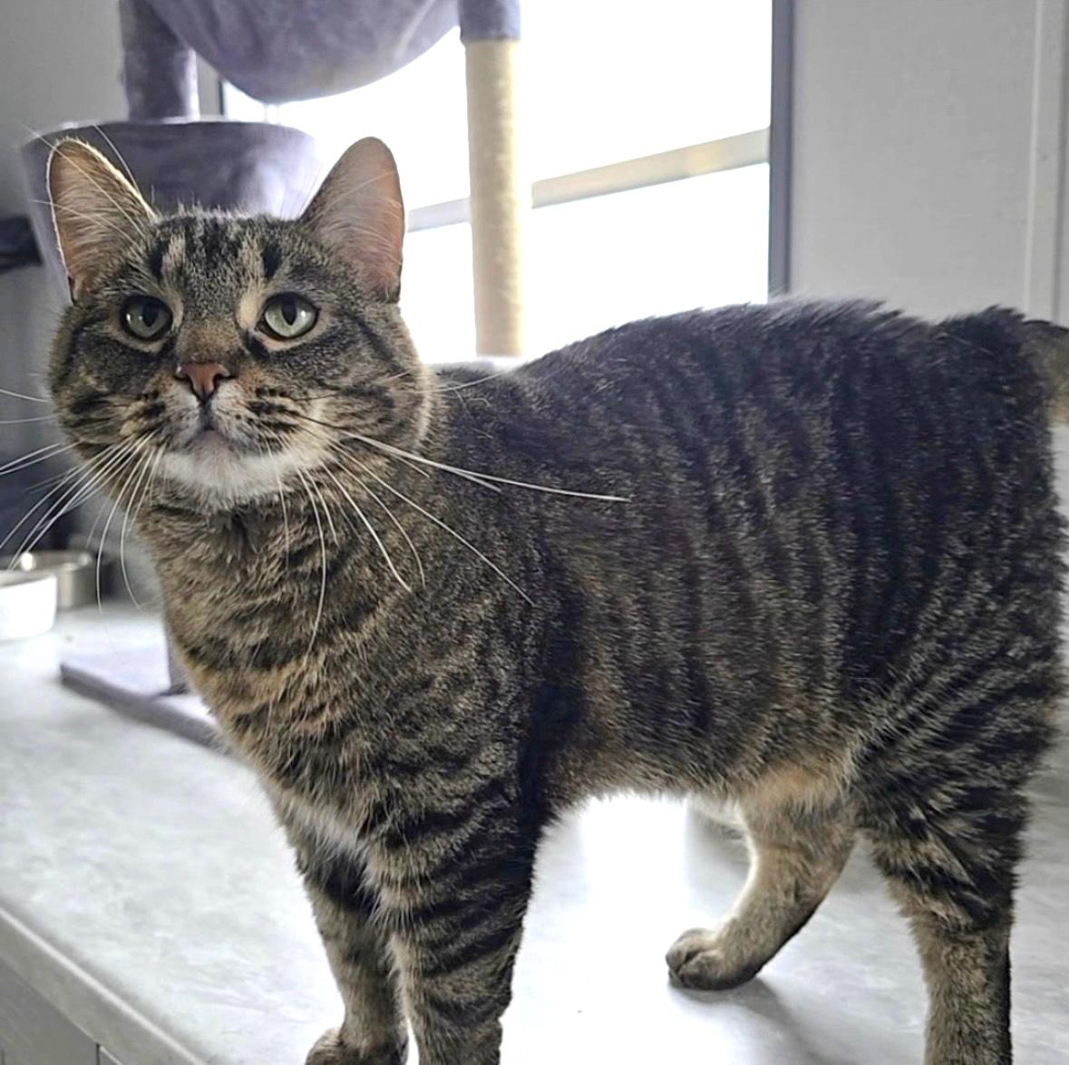 Jewel, a Adoptable Domestic Short Hair in Goshen, IN image 1/6