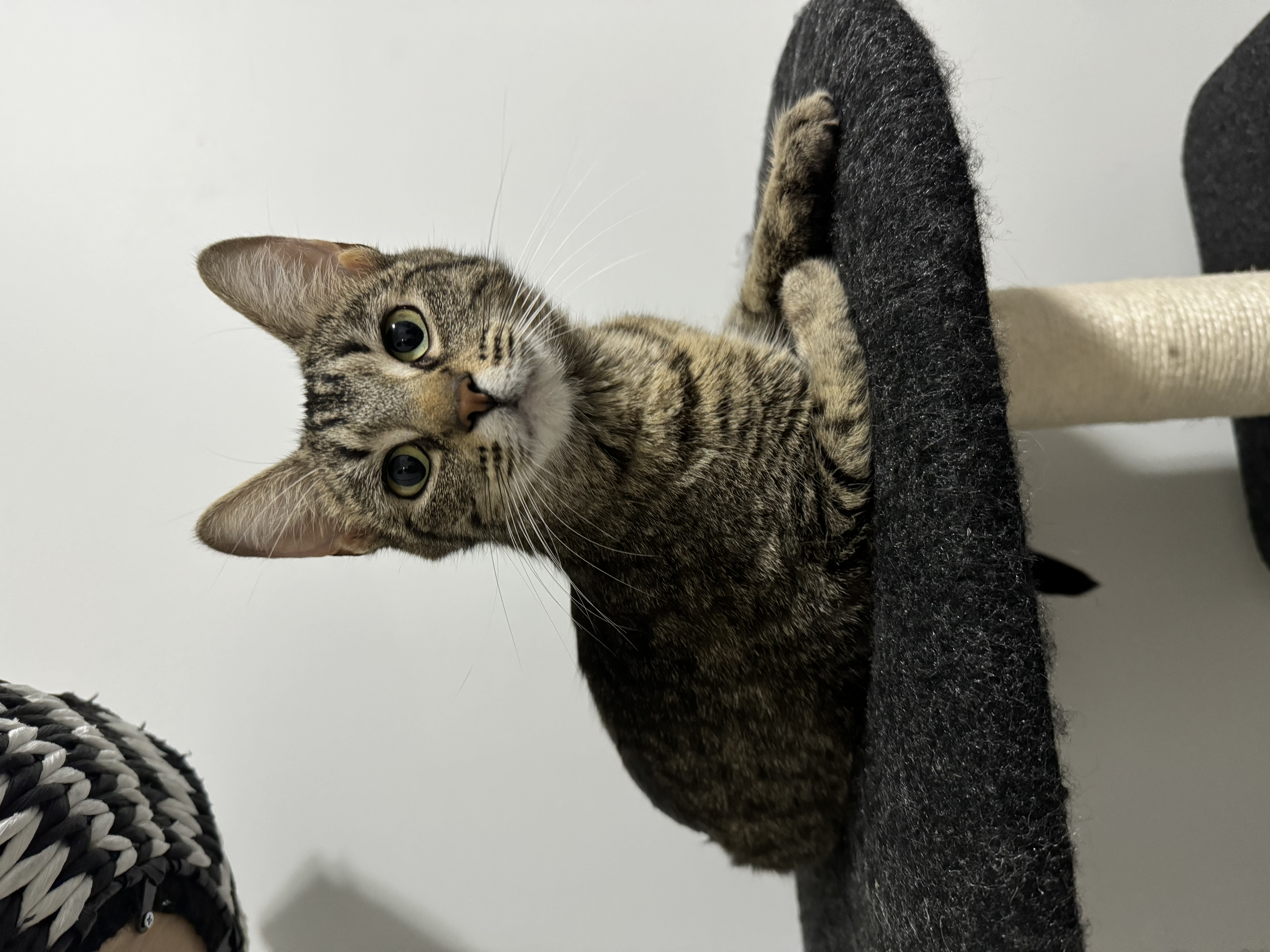 Jewel, a Adoptable Domestic Short Hair in Goshen, IN image 4/5