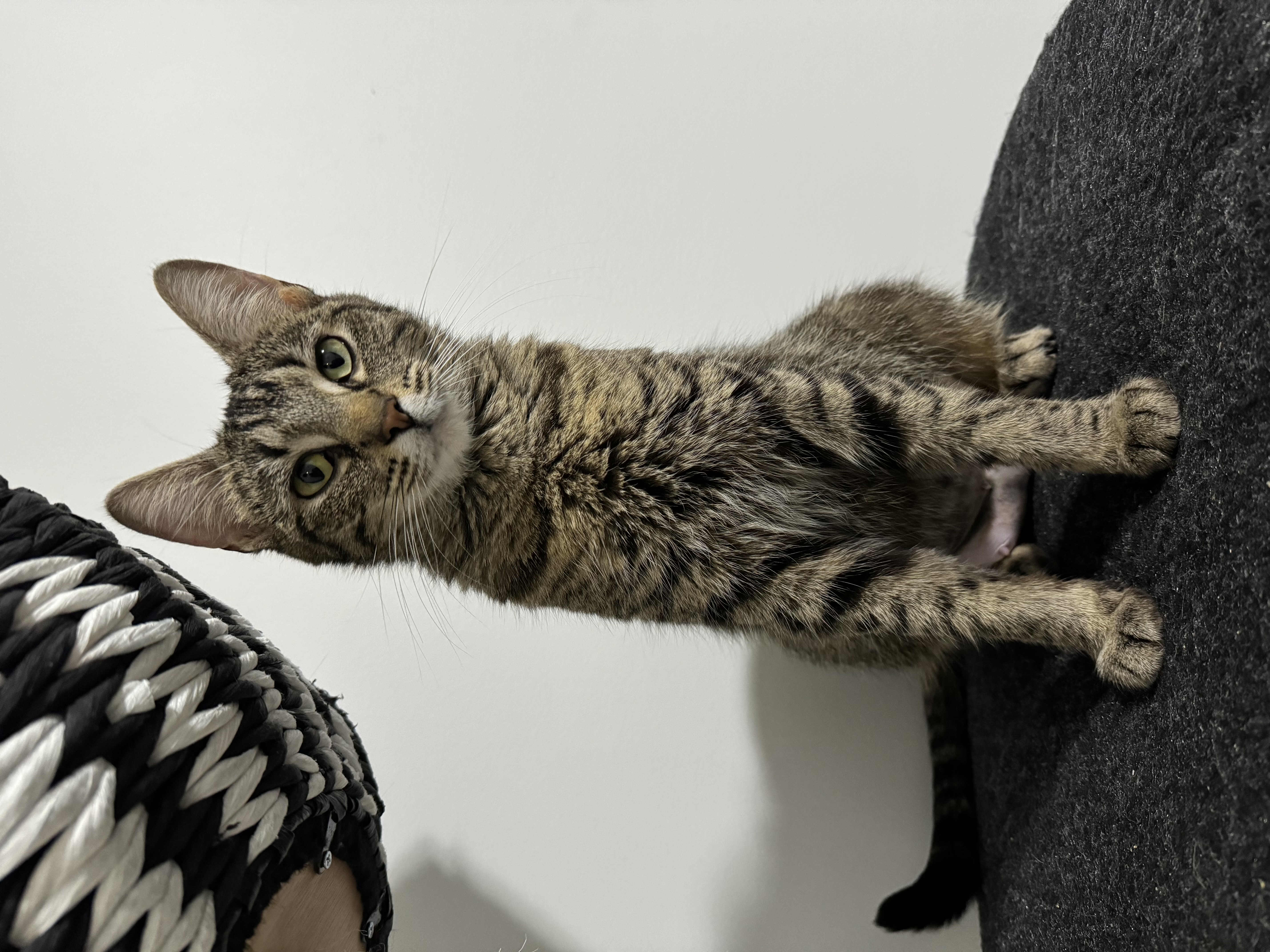 Jewel, a Adoptable Domestic Short Hair in Goshen, IN image 5/5