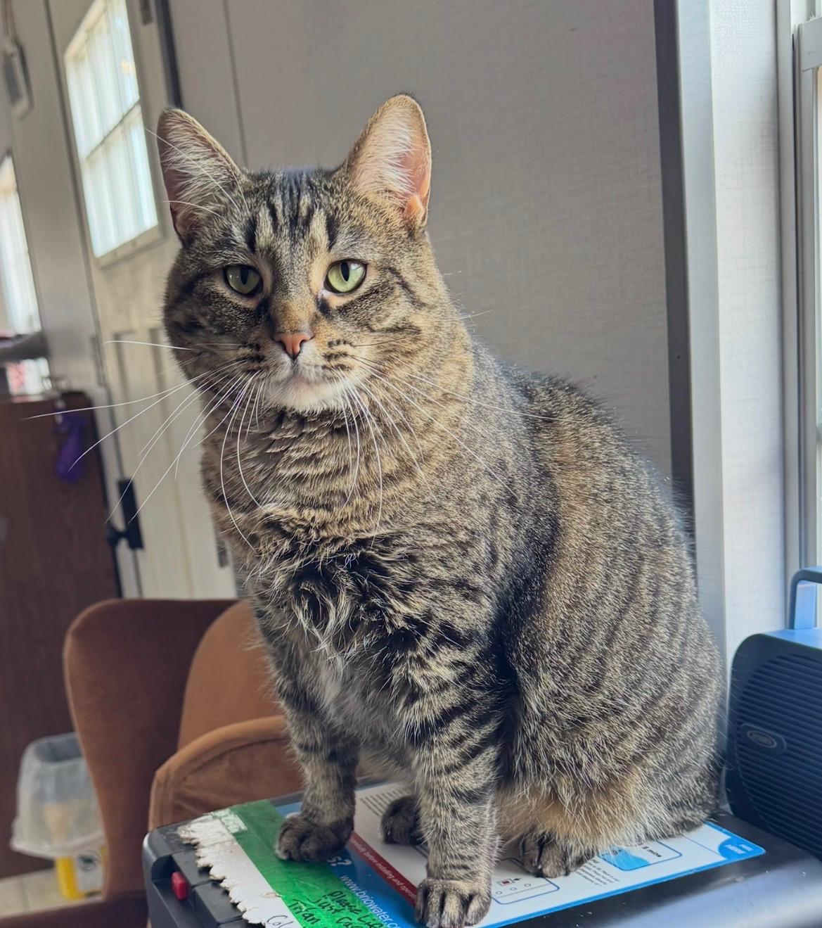 Jewel, a Adoptable Domestic Short Hair in Goshen, IN image 3/6