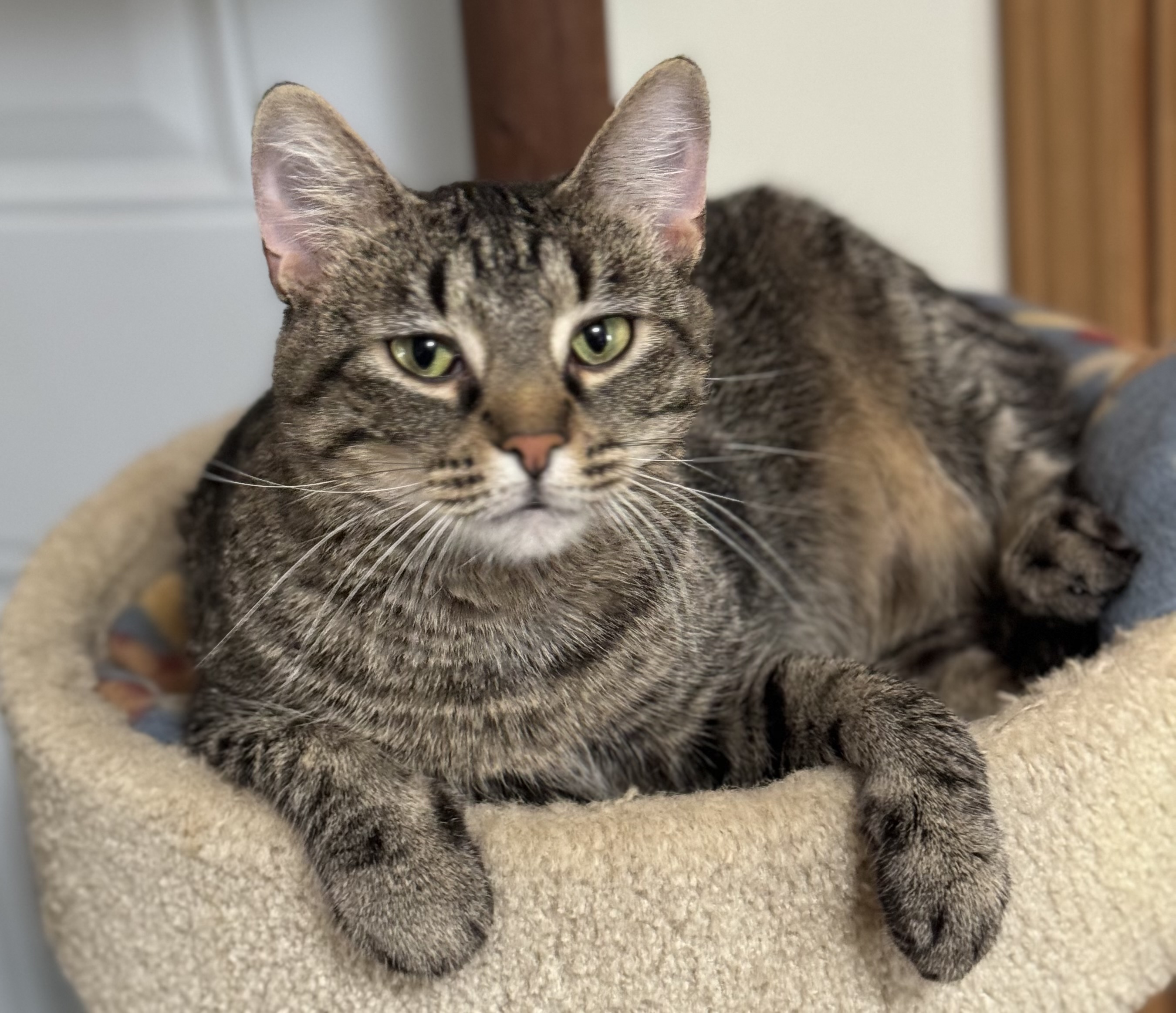 Jewel, a Adoptable Domestic Short Hair in Goshen, IN image 2/5