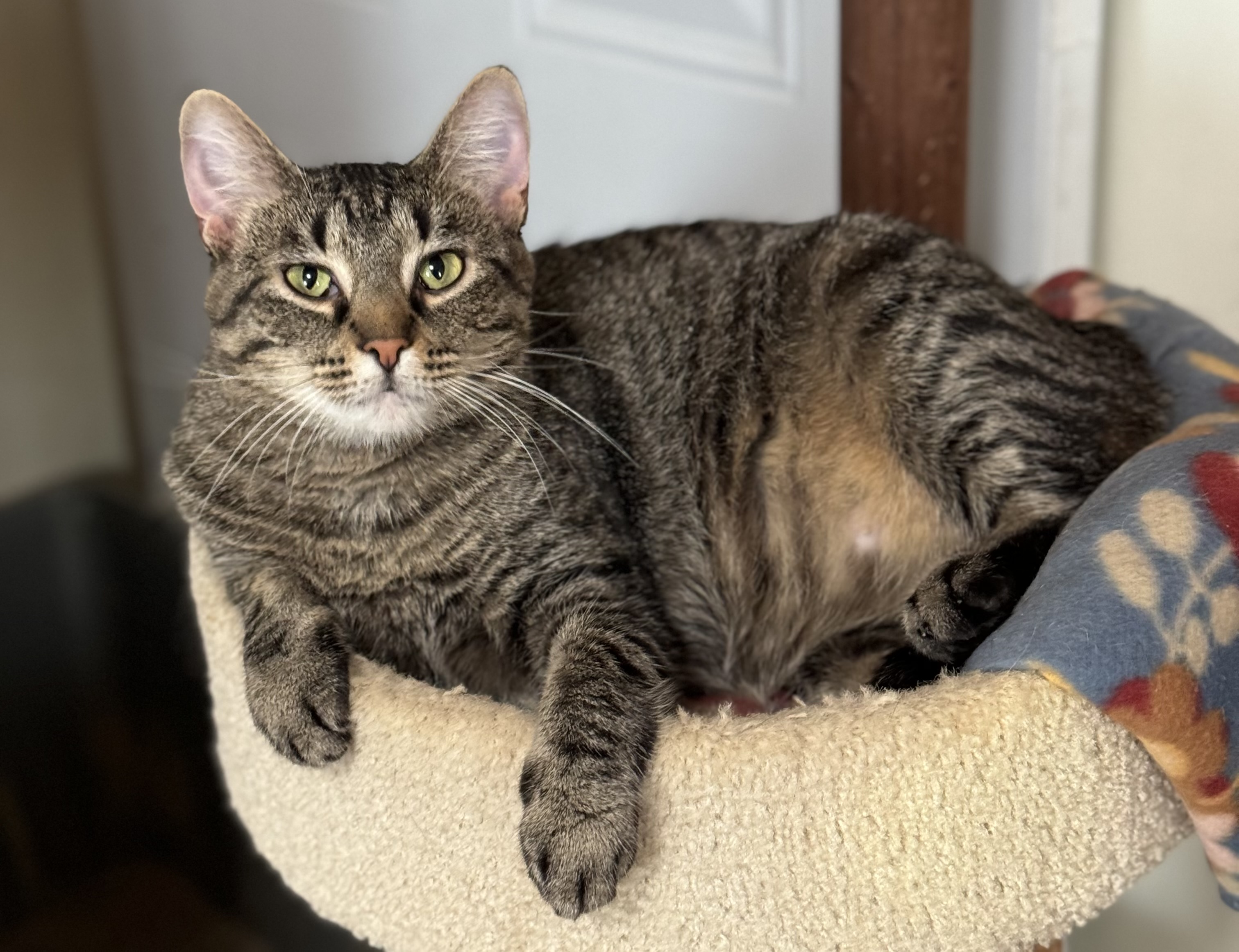 Jewel, a Adoptable Domestic Short Hair in Goshen, IN image 1/5