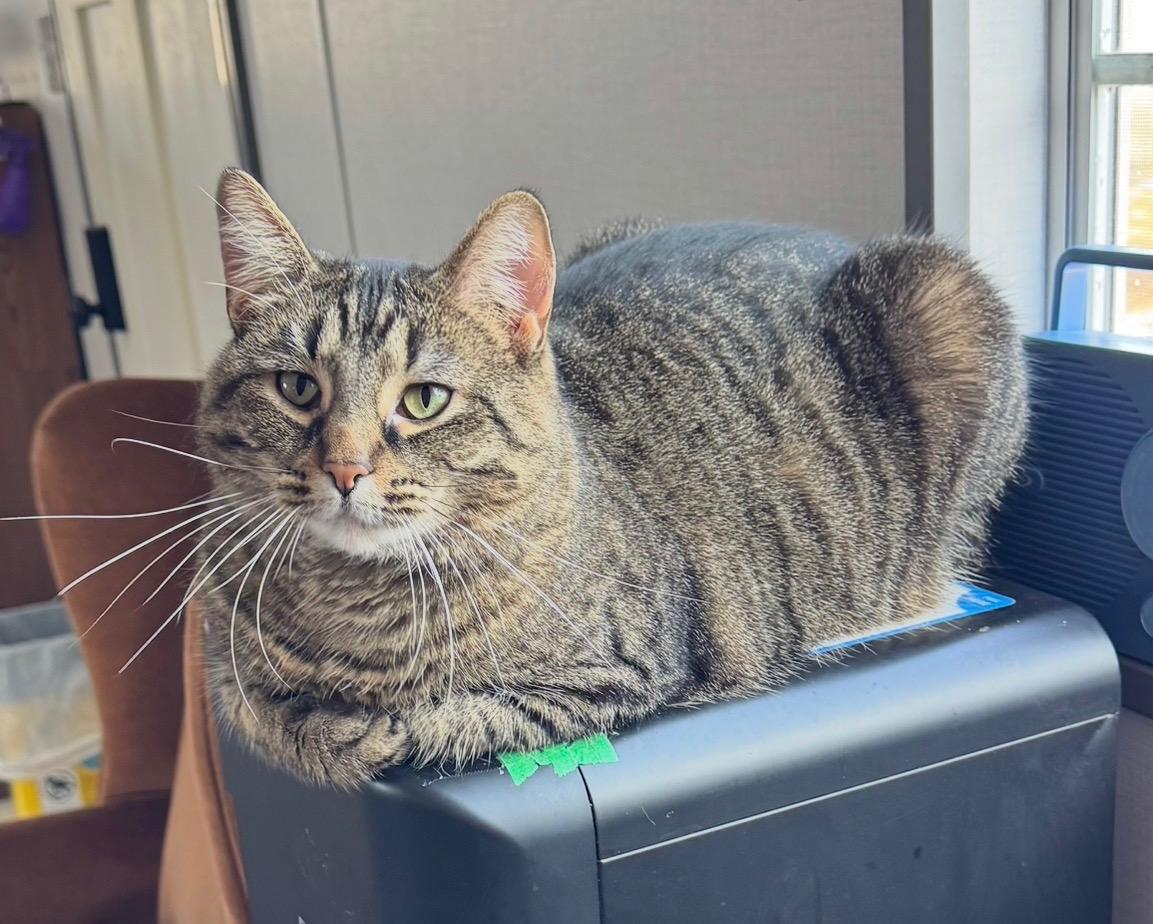 Jewel, a Adoptable Domestic Short Hair in Goshen, IN image 2/6