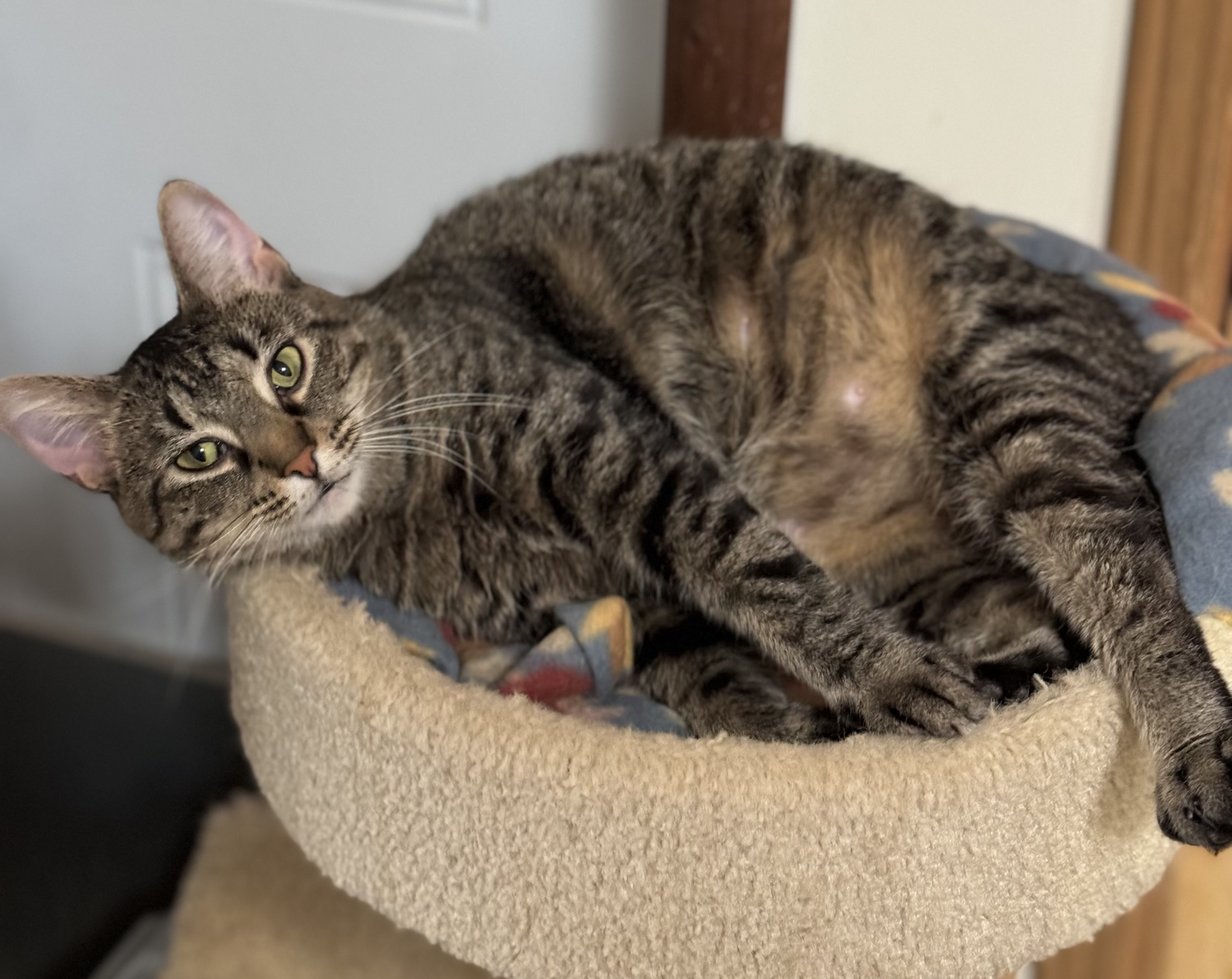 Jewel, a Adoptable Domestic Short Hair in Goshen, IN image 3/5