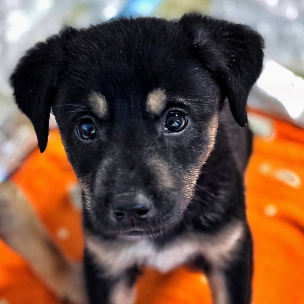 Enlarge Cosmos, a Adoptable Mixed Breed in Phoenix, MD image 1/4