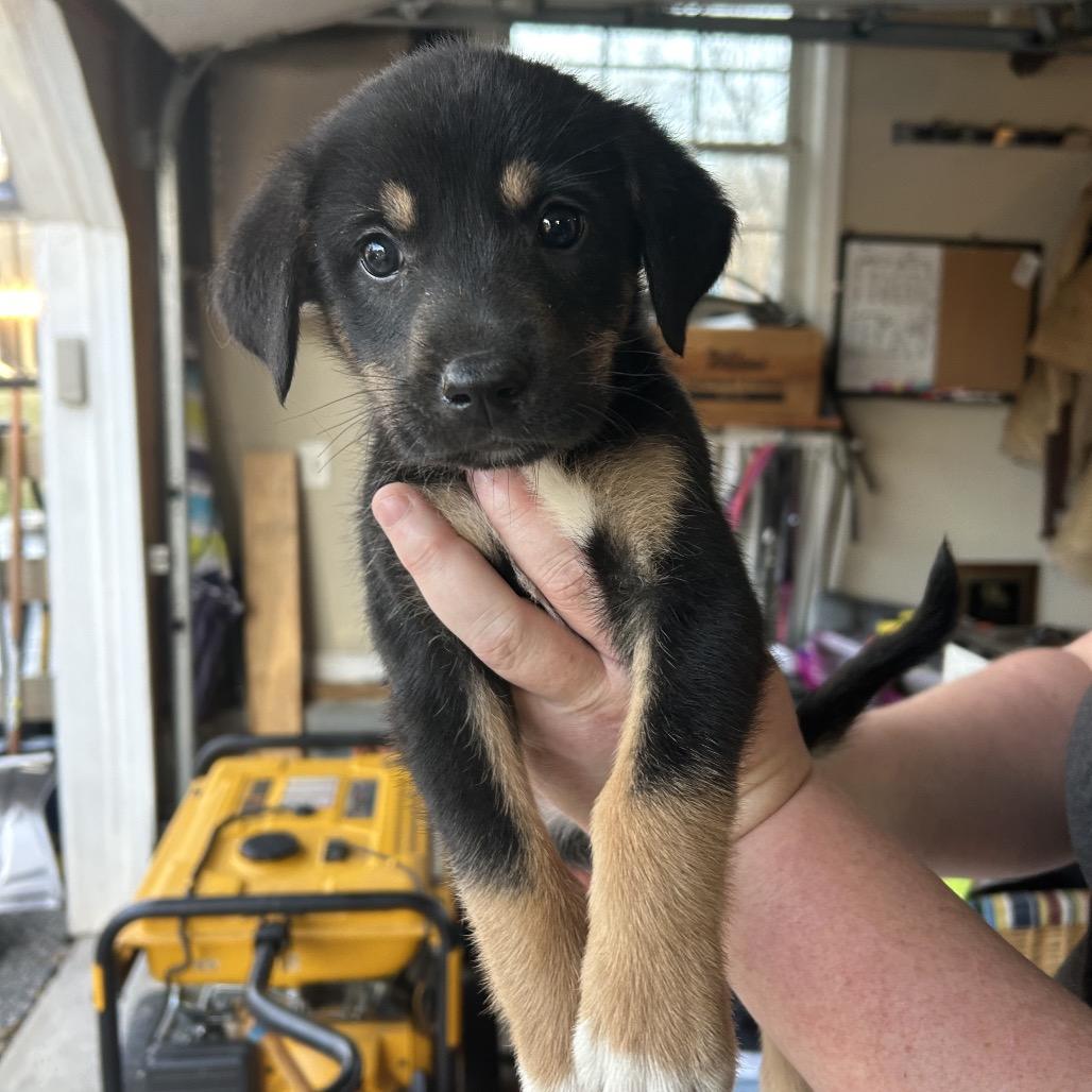 Enlarge Cosmos, a Adoptable Mixed Breed in Phoenix, MD image 2/4