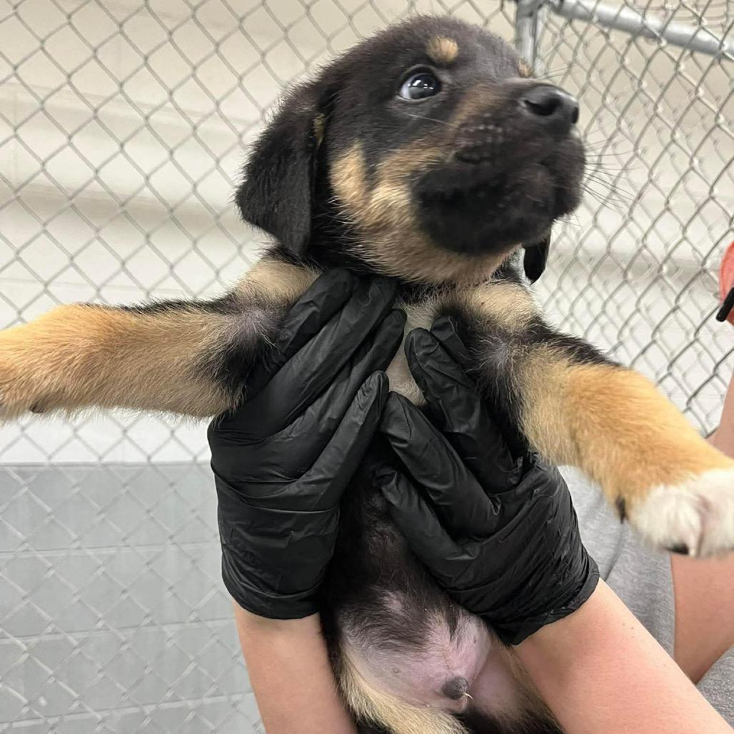 Enlarge Cosmos, a Adoptable Mixed Breed in Phoenix, MD image 3/4