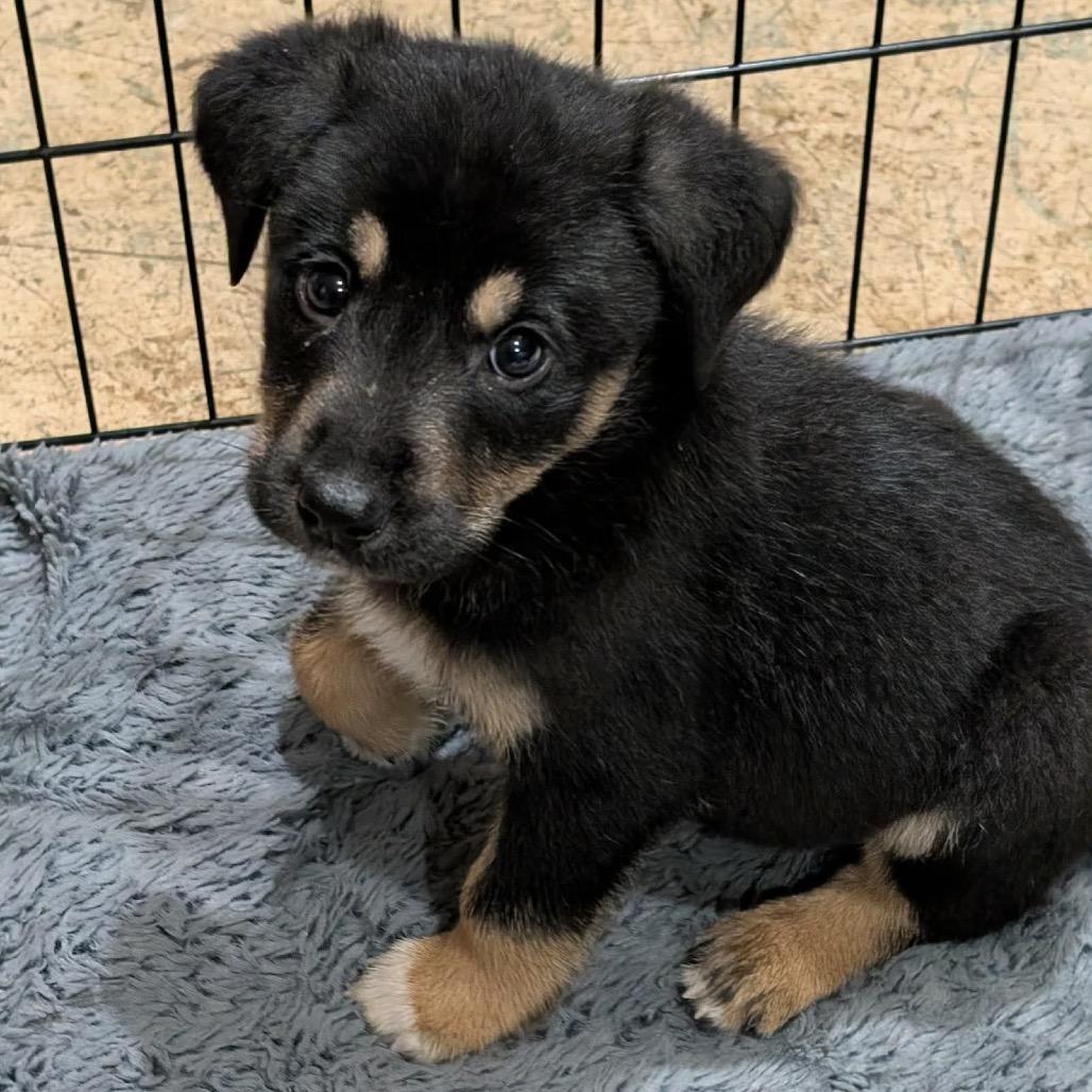 Enlarge Cosmos, a Adoptable Mixed Breed in Phoenix, MD image 4/4