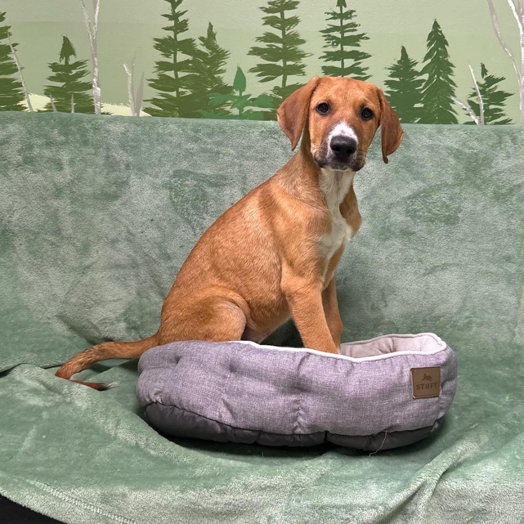 Sombrero, Adoptable, Puppy Male Doberman Pinscher.