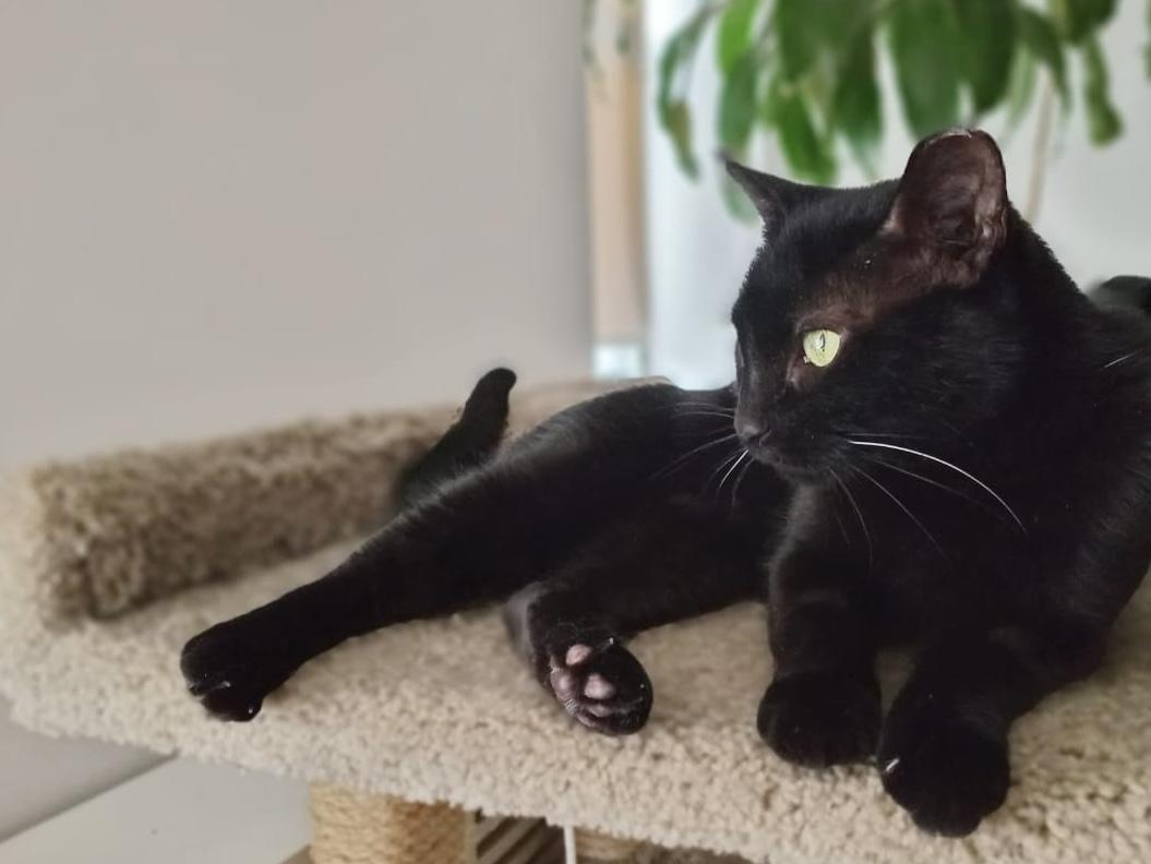 Enlarge Michelle , a Adoptable American Shorthair in Cheshire, CT image 1/5