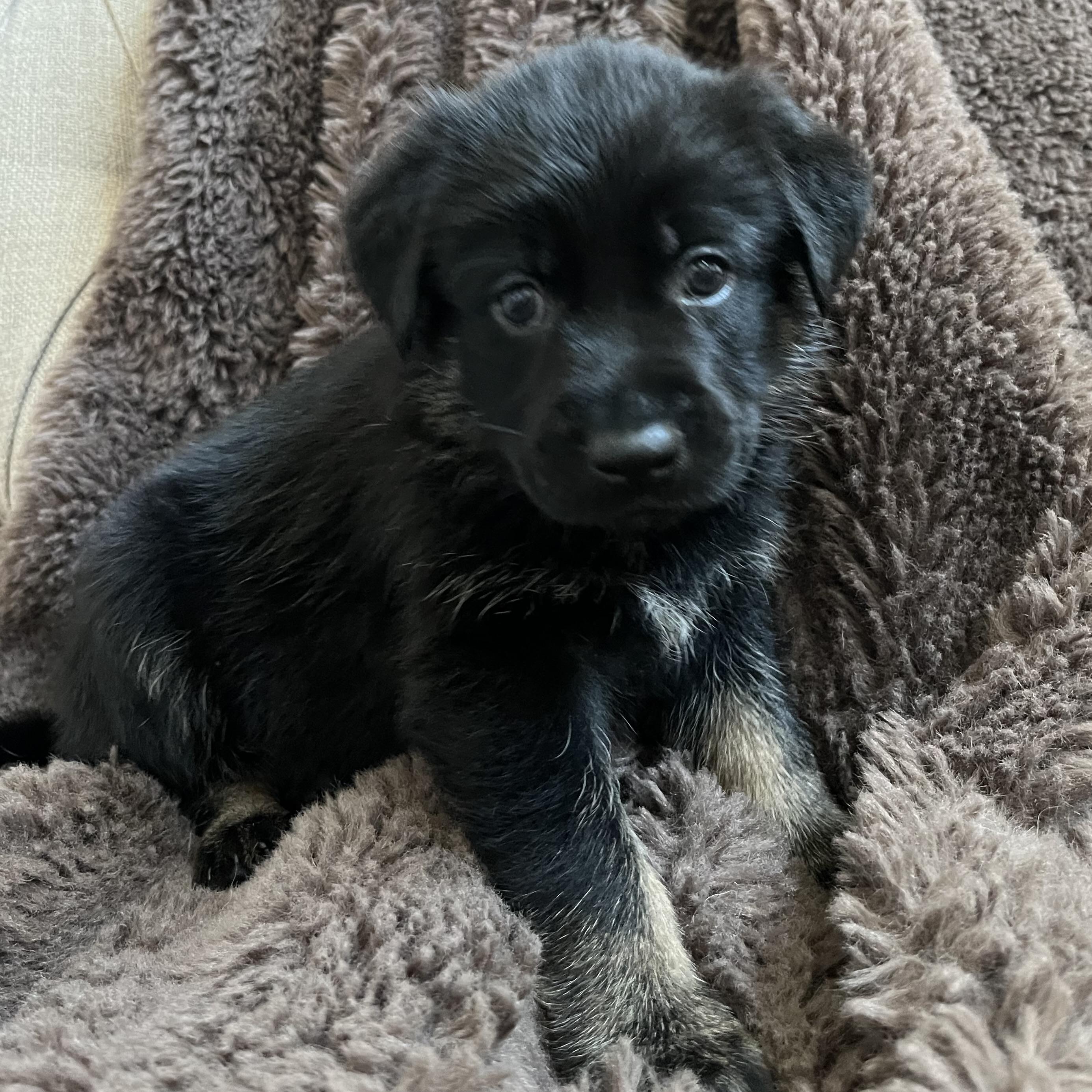 Remy, Adoptable, Puppy Male Catahoula Leopard Dog & Labrador Retriever.