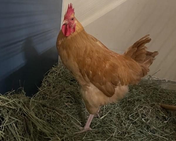 Bert, Adoptable, Young Male Chicken.