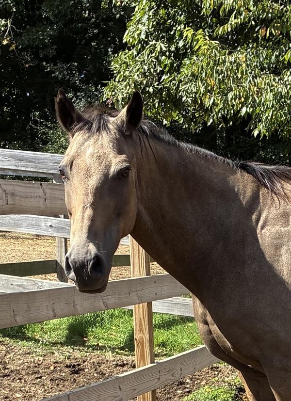 Tucker, Adoptable, Senior Male Tennessee Walker.