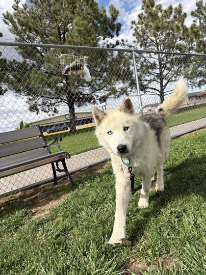 Lamark, a Adoptable mixed breed in Scottsbluff, NE image 1/3