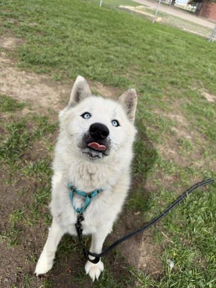 Lamark, a Adoptable mixed breed in Scottsbluff, NE image 2/3