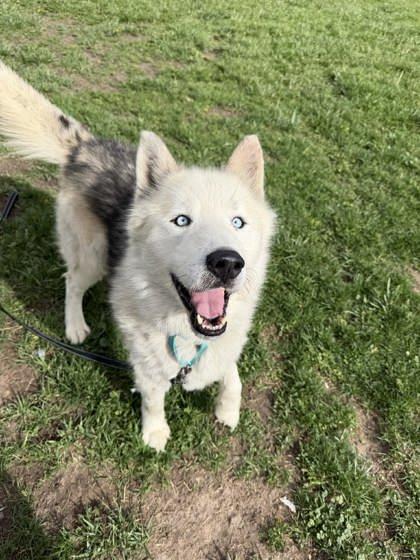 Lamark, a Adoptable mixed breed in Scottsbluff, NE image 3/3
