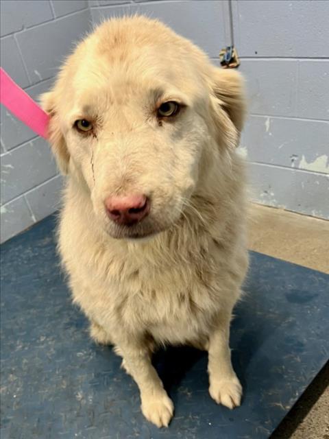 Enlarge PALOMITA, a Adoptable Great Pyrenees in Woodland, CA image 1/1