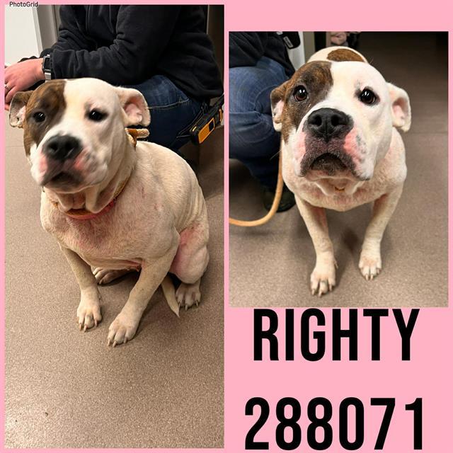 RIGHTY, Adoptable, Young Female American Bulldog & Mixed Breed.