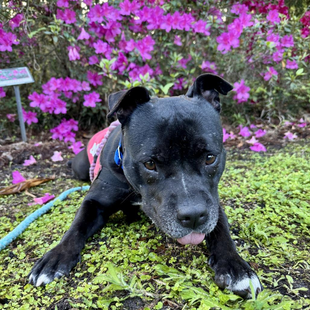 Enlarge Priscilla, a Adoptable mixed breed in Tampa, FL image 1/6