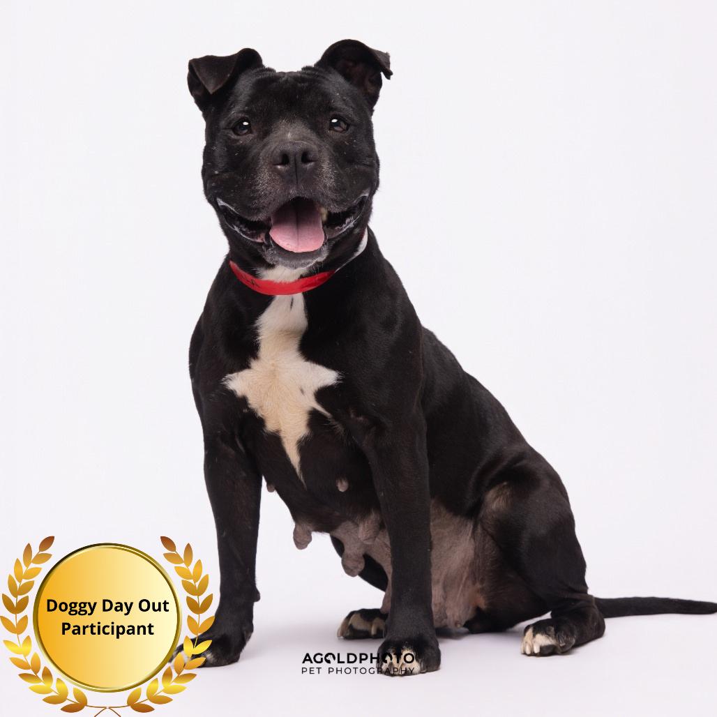 Enlarge Priscilla, a Adoptable mixed breed in Tampa, FL image 1/4