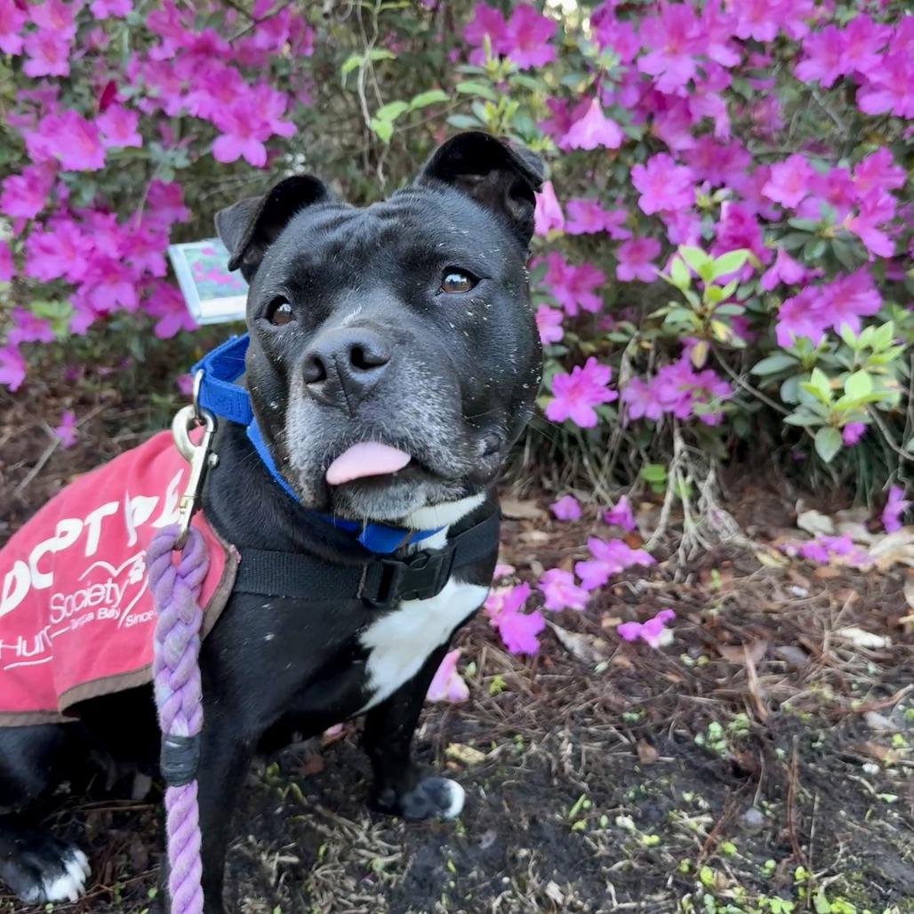 Enlarge Priscilla, a Adoptable mixed breed in Tampa, FL image 3/6