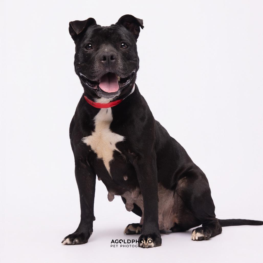 Priscilla, Adoptable, Adult Female Terrier & Terrier.