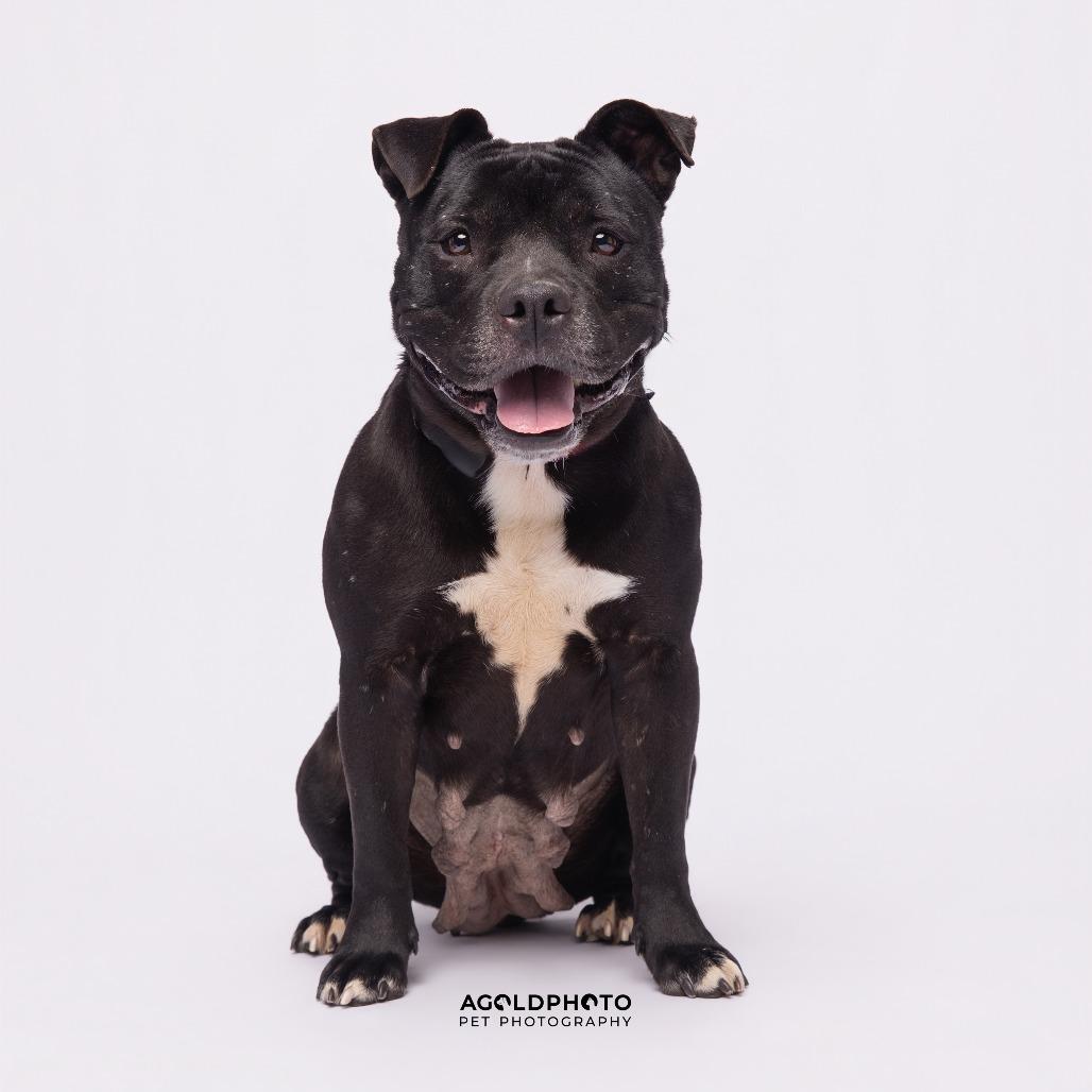 Priscilla, a Adoptable mixed breed in Tampa, FL image 2/3