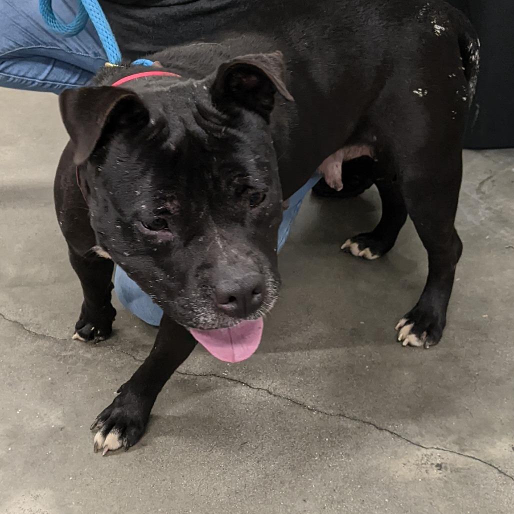 Priscilla, a Adoptable mixed breed in Tampa, FL image 3/3