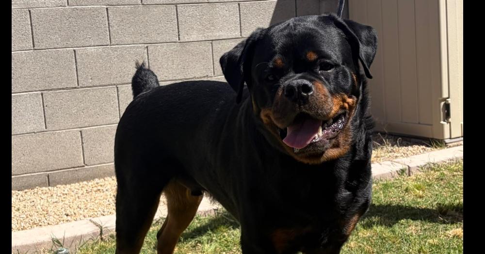 Enlarge Niko, a Adoptable Rottweiler in Gilbert, AZ image 1/6