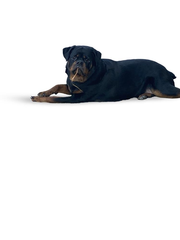 Niko, Adoptable, Adult Male Rottweiler.