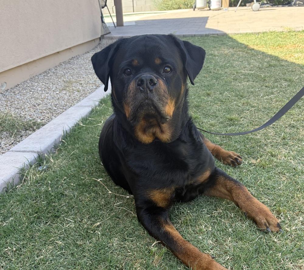 Enlarge Niko, a Adoptable Rottweiler in Gilbert, AZ image 3/6