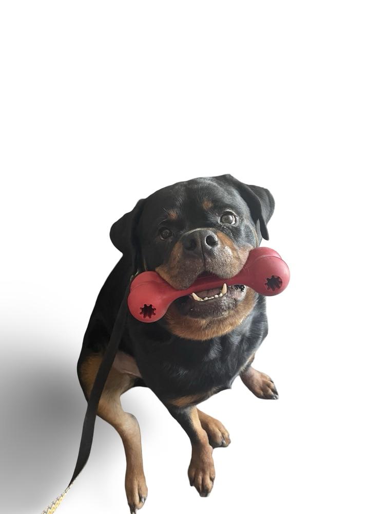 Enlarge Niko, a Adoptable Rottweiler in Gilbert, AZ image 4/6