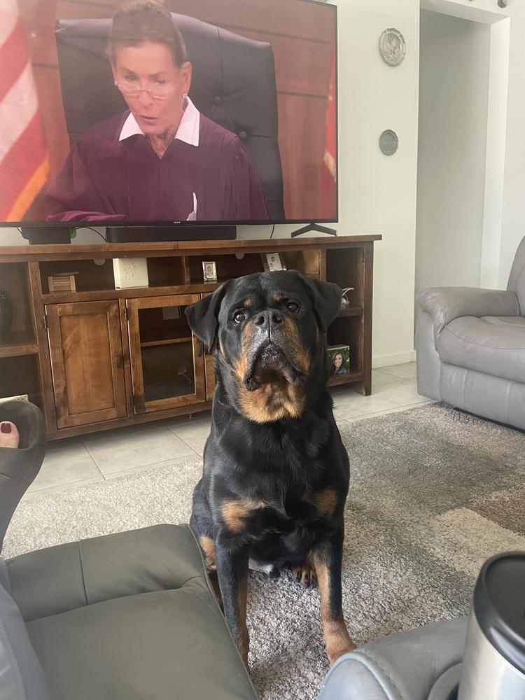 Enlarge Niko, a Adoptable Rottweiler in Gilbert, AZ image 5/6