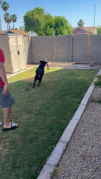 Enlarge Niko, a Adoptable Rottweiler in Gilbert, AZ video 6/6