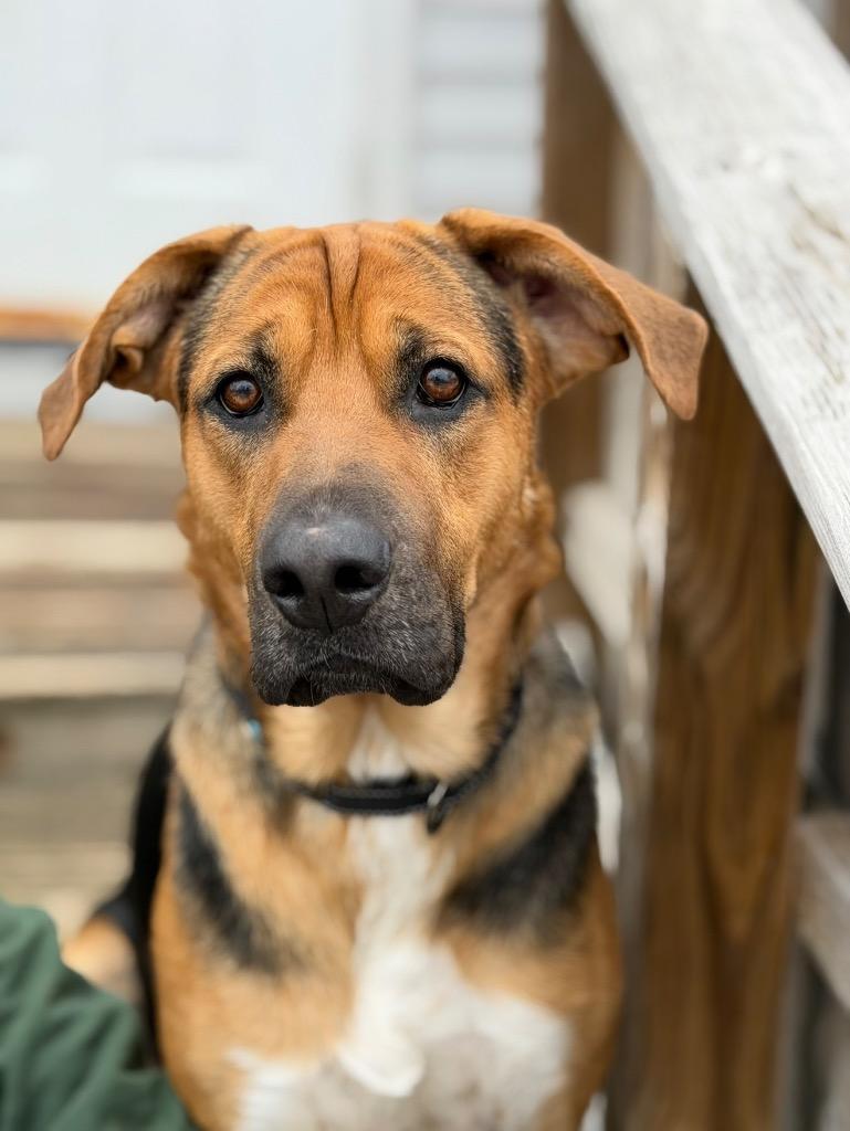 Max, a Adoptable mixed breed in Peru, NY image 1/3