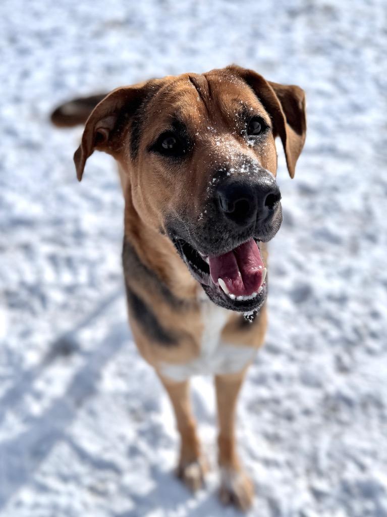 Max, a Adoptable mixed breed in Peru, NY image 3/3
